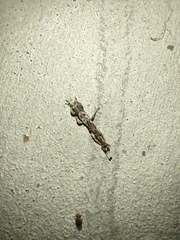 Ulocerus