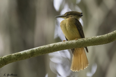 Onychorhynchus coronatus