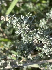 Santolina chamaecyparissus