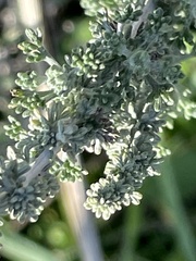 Santolina chamaecyparissus
