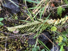 Polypodium pellucidum vulcanicum