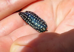 Julodis