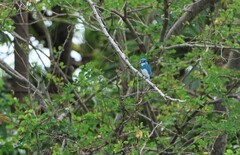 Alcedo coerulescens