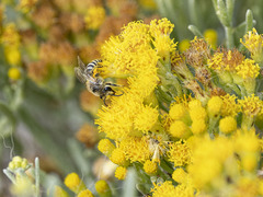 Colletes moricei