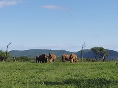 Ceratotherium simum
