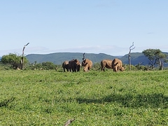 Ceratotherium simum