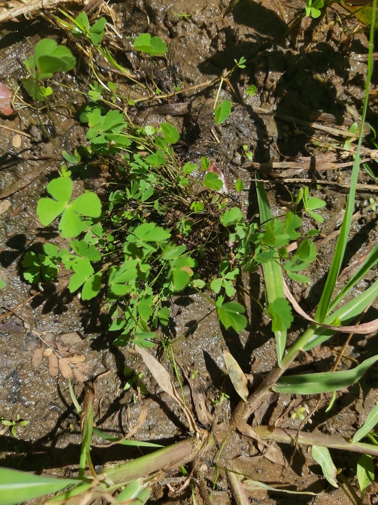 Windowed Water Clover