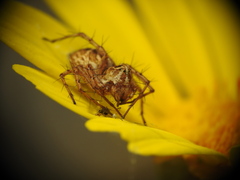 Oxyopes heterophthalmus