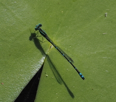 Austroagrion exclamationis