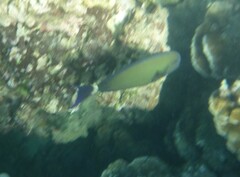 Acanthurus blochii