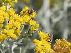 Colletes moricei