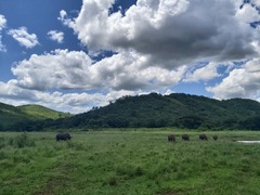 Ceratotherium simum