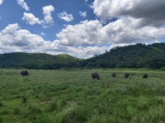 Ceratotherium simum