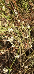 Alternanthera filifolia