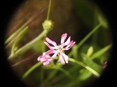 Silene colorata