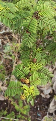 Vachellia macracantha
