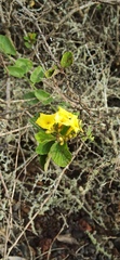 Cordia lutea