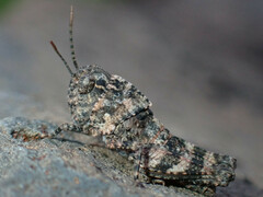 Scintharista notabilis