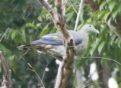 Treron capellei
