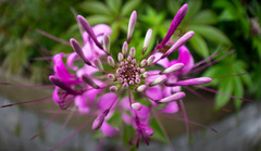 Cleome houtteana