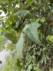 Passiflora menispermifolia