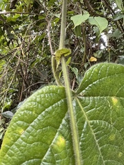 Passiflora menispermifolia