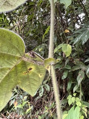 Passiflora menispermifolia