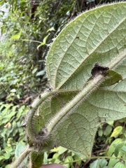 Passiflora menispermifolia