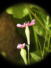 Silene colorata