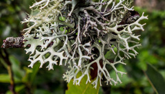 Hypotrachyna nepalensis