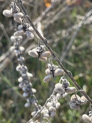 Cynoglossum officinale
