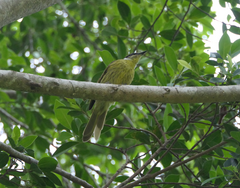 Gavicalis versicolor