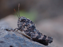 Scintharista notabilis