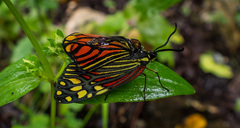 Campylotes histrionicus