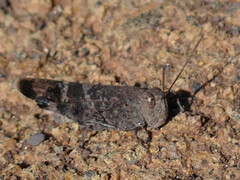 Scintharista notabilis