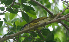 Gavicalis versicolor