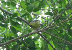 Gavicalis versicolor