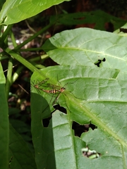 Ptychoptera capensis