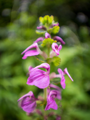 Pedicularis pyramidata