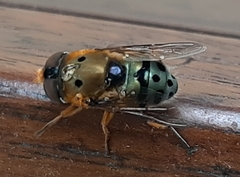 Austalis pulchella