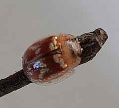 Paropsisterna m-fuscum