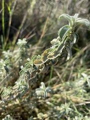 Mercurialis tomentosa
