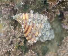 Cabestana spengleri