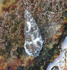 Batillaria australis