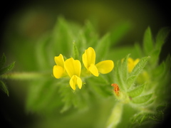 Ornithopus compressus