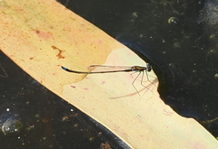 Austrocnemis splendida