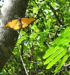 Danaus chrysippus dorippus