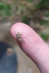 Pantomorus postfasciatus