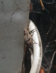 Pantomorus postfasciatus