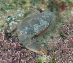 Ozius truncatus